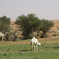 سفارة المملكة في اليابان تؤكد سلامة مواطنيها بعد زلزال هوكايدو