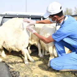 “مكافحة المخدرات” تحبط ترويج (12.9) كيلو جرامًا من مادة الحشيش المخدر وأقراص خاضعة لتنظيم التداول الطبي بالمنطقة الشرقية