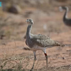 سمو وزير الخارجية يستقبل وزير الخارجية الأمريكي