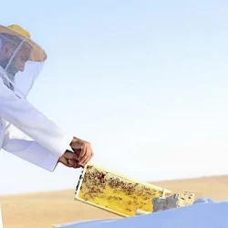 “بيئة العرضيات” تحتفي بيوم النحل العالمي