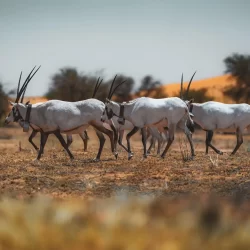 منتخبا جازان والرياض لنهائي بطولة المنتخبات الإقليمية