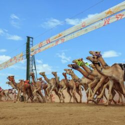 الرئيس التفيذي لهيئة تطوير محمية الإمام تركي بن عبدالله الملكية يعلن انطلاق مهرجان “شتاء درب زبيدة” في نوفمبر المقبل