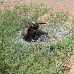 فلكية جدة: تقابل كوكب زحل مع الشمس .. غداً