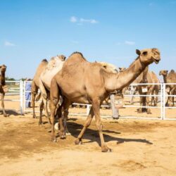 استمرار العروض الجوية في سماء تبوك بمناسبة اليوم الوطني