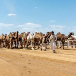 تنفيذ حكم القتل تعزيرًا بأحد الجناة في المنطقة الشرقية