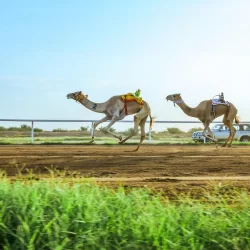 مركز الملك سلمان للإغاثة يوزع 6.000 كرتون تمر في مديريتي الحوطة والملاح بمحافظة لحج