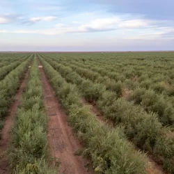 الهيئة العامة للغذاء والدواء تستضيف اجتماع الخبراء الإقليمي لسياسات التغذية بدول شرق المتوسط بالتعاون مع منظمة الصحة العالمية