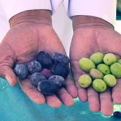 دوريات الإدارة العامة للمجاهدين بمحافظة جدة تقبض على مقيم لترويجه مادة الحشيش المخدر