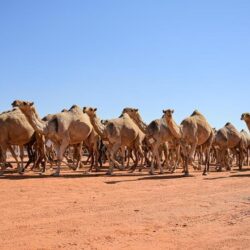 الاتحاد الدولي لكرة القدم ⁧‫الفيفا‬⁩ يعتمد “المطير” كوكيل كرة قدم معتمد