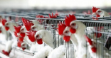 اليابان تعدم 168 ألف دجاجة بسبب «إنفلونزا الطيور»
