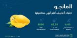 “البيئة”: الإنتاج المحلي من المانجو يتجاوز 88.6 ألف طن سنويًا محققًا 60 % نسبة اكتفاء ذاتي