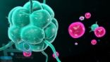 ”الخلايا التائية“.. تقنية جديدة لعلاج العديد من أنواع السرطان
