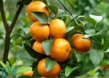 دراسة صحية: البرتقال وفوائده على صحة البصر