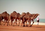 مهرجان جادة الإبل ينطلق في 22 فبراير المقبل