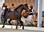 اختتام بطولة بوابة جدة لجمال الخيل العربية