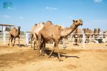 مهرجان جادة الإبل في الطائف يسجل مبيعات تجاوزت 10 ملايين ريال خلال يوم واحد