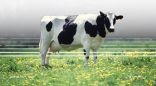 “البيئة” تطرح فرصة استثمارية واعدة لتربية الأبقار وإنتاج وتصنيع الألبان في مكة المكرمة